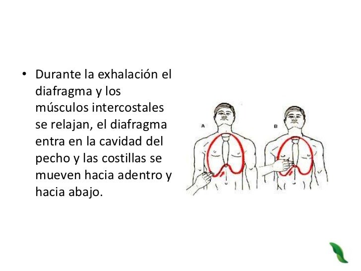 Los medios para el aumento de la lactación en el pecho
