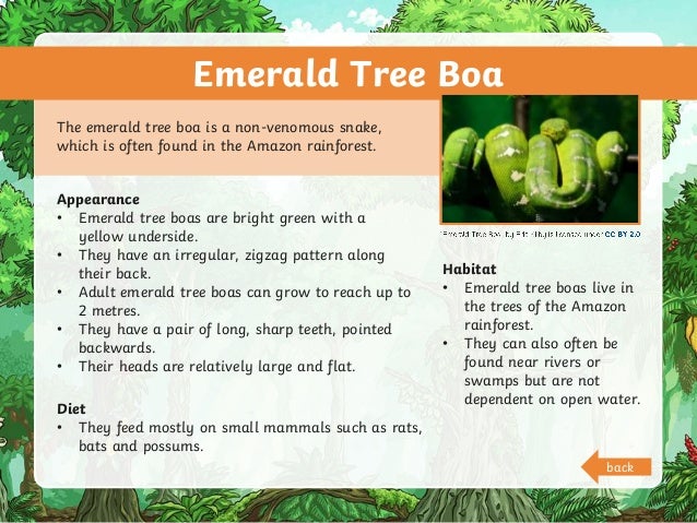 Emerald Tree Boa
The emerald tree boa is a non-venomous snake,
which is often found in the Amazon rainforest.
Appearance
• Emerald tree boas are bright green with a
yellow underside.
• They have an irregular, zigzag pattern along
their back.
• Adult emerald tree boas can grow to reach up to
2 metres.
• They have a pair of long, sharp teeth, pointed
backwards.
• Their heads are relatively large and flat.
Diet
• They feed mostly on small mammals such as rats,
bats and possums.
Habitat
• Emerald tree boas live in
the trees of the Amazon
rainforest.
• They can also often be
found near rivers or
swamps but are not
dependent on open water.
back
 