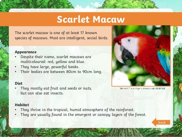 Scarlet Macaw
The scarlet macaw is one of at least 17 known
species of macaws. Most are intelligent, social birds.
Appearance
• Despite their name, scarlet macaws are
multicoloured: red, yellow and blue.
• They have large, powerful beaks.
• Their bodies are between 80cm to 90cm long.
Diet
• They mostly eat fruit and seeds or nuts,
but can also eat insects.
Habitat
• They thrive in the tropical, humid atmosphere of the rainforest.
• They are usually found in the emergent or canopy layers of the forest.
back
 