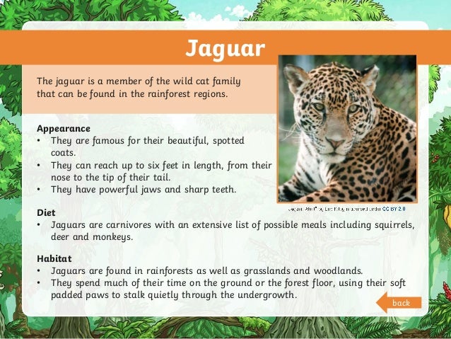 Jaguar
The jaguar is a member of the wild cat family
that can be found in the rainforest regions.
Appearance
• They are famous for their beautiful, spotted
coats.
• They can reach up to six feet in length, from their
nose to the tip of their tail.
• They have powerful jaws and sharp teeth.
Diet
• Jaguars are carnivores with an extensive list of possible meals including squirrels,
deer and monkeys.
Habitat
• Jaguars are found in rainforests as well as grasslands and woodlands.
• They spend much of their time on the ground or the forest floor, using their soft
padded paws to stalk quietly through the undergrowth.
back
 