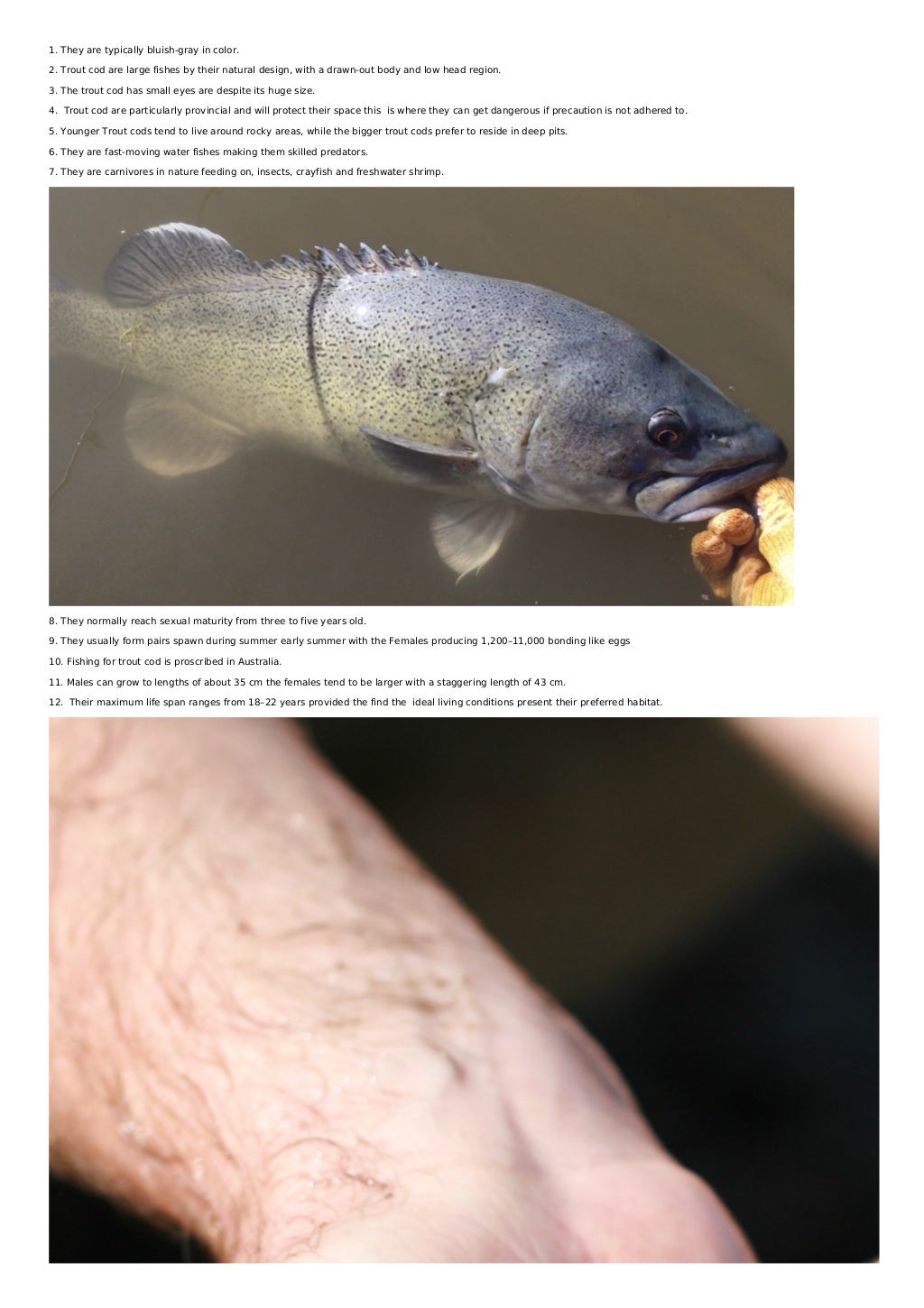 Trout Cod Fish Facts FISHSURFING BLOG.