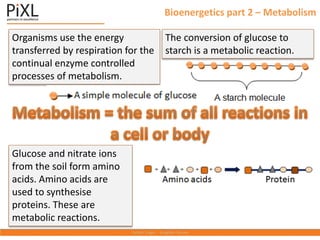 Bioenergetics part 2 – Metabolism
The conversion of glucose to
starch is a metabolic reaction.
Organisms use the energy
transferred by respiration for the
continual enzyme controlled
processes of metabolism.
Glucose and nitrate ions
from the soil form amino
acids. Amino acids are
used to synthesise
proteins. These are
metabolic reactions.
 