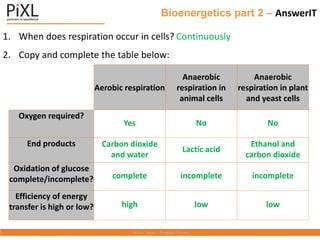 Bioenergetics part 2 – AnswerIT
1. When does respiration occur in cells? Continuously
2. Copy and complete the table below:
Aerobic respiration
Anaerobic
respiration in
animal cells
Anaerobic
respiration in plant
and yeast cells
Oxygen required?
Yes No No
End products Carbon dioxide
and water
Lactic acid
Ethanol and
carbon dioxide
Oxidation of glucose
complete/incomplete? complete incomplete incomplete
Efficiency of energy
transfer is high or low? high low low
 