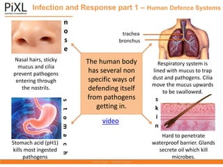 Infection and Response part 1 – Human Defence Systems
The human body
has several non
specific ways of
defending itself
from pathogens
getting in.
Nasal hairs, sticky
mucus and cilia
prevent pathogens
entering through
the nostrils.
Stomach acid (pH1)
kills most ingested
pathogens
Respiratory system is
lined with mucus to trap
dust and pathogens. Cilia
move the mucus upwards
to be swallowed.
Hard to penetrate
waterproof barrier. Glands
secrete oil which kill
microbes.
trachea
bronchus
video
n
o
s
e
s
k
i
n
s
t
o
m
a
c
h
 