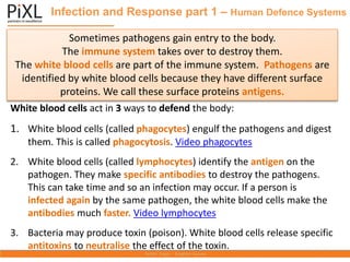Infection and Response part 1 – Human Defence Systems
Sometimes pathogens gain entry to the body.
The immune system takes over to destroy them.
The white blood cells are part of the immune system. Pathogens are
identified by white blood cells because they have different surface
proteins. We call these surface proteins antigens.
White blood cells act in 3 ways to defend the body:
1. White blood cells (called phagocytes) engulf the pathogens and digest
them. This is called phagocytosis. Video phagocytes
2. White blood cells (called lymphocytes) identify the antigen on the
pathogen. They make specific antibodies to destroy the pathogens.
This can take time and so an infection may occur. If a person is
infected again by the same pathogen, the white blood cells make the
antibodies much faster. Video lymphocytes
3. Bacteria may produce toxin (poison). White blood cells release specific
antitoxins to neutralise the effect of the toxin.
 