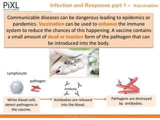 Infection and Response part 1 – Vaccination
Communicable diseases can be dangerous leading to epidemics or
pandemics. Vaccination can be used to enhance the immune
system to reduce the chances of this happening. A vaccine contains
a small amount of dead or inactive form of the pathogen that can
be introduced into the body.
Antibodies are released
into the blood.
Pathogens are destroyed
by antibodies.
White blood cells
detect pathogens in
the vaccine.
Lymphocyte
pathogen
 