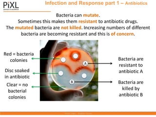 Infection and Response part 1 – Antibiotics
Bacteria can mutate.
Sometimes this makes them resistant to antibiotic drugs.
The mutated bacteria are not killed. Increasing numbers of different
bacteria are becoming resistant and this is of concern.
Clear = no
bacterial
colonies
Bacteria are
resistant to
antibiotic A
Disc soaked
in antibiotic
Bacteria are
killed by
antibiotic B
Red = bacteria
colonies
A
A
B
 
