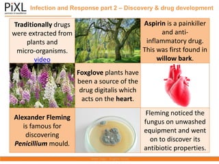 Infection and Response part 2 – Discovery & drug development
Traditionally drugs
were extracted from
plants and
micro-organisms.
video
Aspirin is a painkiller
and anti-
inflammatory drug.
This was first found in
willow bark.
Foxglove plants have
been a source of the
drug digitalis which
acts on the heart.
Alexander Fleming
is famous for
discovering
Penicillium mould.
Fleming noticed the
fungus on unwashed
equipment and went
on to discover its
antibiotic properties.
 