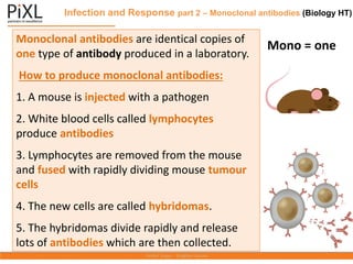 Infection and Response part 2 – Monoclonal antibodies (Biology HT)
Monoclonal antibodies are identical copies of
one type of antibody produced in a laboratory.
How to produce monoclonal antibodies:
1. A mouse is injected with a pathogen
2. White blood cells called lymphocytes
produce antibodies
3. Lymphocytes are removed from the mouse
and fused with rapidly dividing mouse tumour
cells
4. The new cells are called hybridomas.
5. The hybridomas divide rapidly and release
lots of antibodies which are then collected.
Mono = one
 