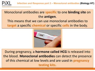Infection and Response part 2 – Monoclonal antibodies (Biology HT)
Monoclonal antibodies are specific to one binding site on
the antigen.
This means that we can use monoclonal antibodies to
target a specific chemical or specific cells in the body.
During pregnancy, a hormone called HCG is released into
the blood. Monoclonal antibodies can detect the presence
of this chemical at low levels and are used in pregnancy
testing kits.
 