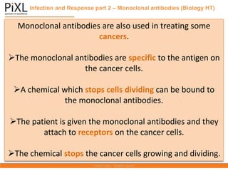Infection and Response part 2 – Monoclonal antibodies (Biology HT)
Monoclonal antibodies are also used in treating some
cancers.
➢The monoclonal antibodies are specific to the antigen on
the cancer cells.
➢A chemical which stops cells dividing can be bound to
the monoclonal antibodies.
➢The patient is given the monoclonal antibodies and they
attach to receptors on the cancer cells.
➢The chemical stops the cancer cells growing and dividing.
 