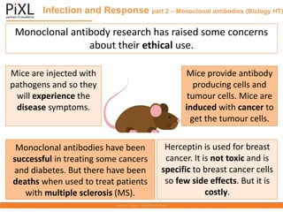 Mice provide antibody
producing cells and
tumour cells. Mice are
induced with cancer to
get the tumour cells.
Infection and Response part 2 – Monoclonal antibodies (Biology HT)
Monoclonal antibody research has raised some concerns
about their ethical use.
Mice are injected with
pathogens and so they
will experience the
disease symptoms.
Monoclonal antibodies have been
successful in treating some cancers
and diabetes. But there have been
deaths when used to treat patients
with multiple sclerosis (MS).
Herceptin is used for breast
cancer. It is not toxic and is
specific to breast cancer cells
so few side effects. But it is
costly.
 