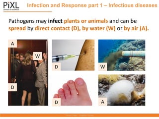 Infection and Response part 1 – Infectious diseases
Pathogens may infect plants or animals and can be
spread by direct contact (D), by water (W) or by air (A).
D
W
D
D
A
W
A
 