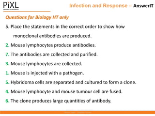 Infection and Response – AnswerIT
Questions for Biology HT only
5. Place the statements in the correct order to show how
monoclonal antibodies are produced.
2. Mouse lymphocytes produce antibodies.
7. The antibodies are collected and purified.
3. Mouse lymphocytes are collected.
1. Mouse is injected with a pathogen.
5. Hybridoma cells are separated and cultured to form a clone.
4. Mouse lymphocyte and mouse tumour cell are fused.
6. The clone produces large quantities of antibody.
 