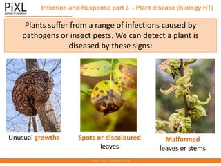 Infection and Response part 3 – Plant disease (Biology HT)
Plants suffer from a range of infections caused by
pathogens or insect pests. We can detect a plant is
diseased by these signs:
Unusual growths Spots or discoloured
leaves
Malformed
leaves or stems
 
