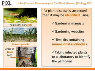 Infection and Response part 3 – Plant disease (Biology HT)
The presence of pests
If a plant disease is suspected
then it may be identified using:
✓Gardening manuals
✓Gardening websites
✓ Test kits containing
monoclonal antibodies
✓Taking infected plants
to a laboratory to identify
the pathogen
Stunted growth
Areas of
decay
(rot)
 