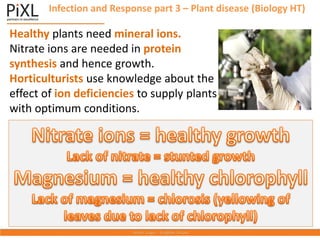 Infection and Response part 3 – Plant disease (Biology HT)
Healthy plants need mineral ions.
Nitrate ions are needed in protein
synthesis and hence growth.
Horticulturists use knowledge about the
effect of ion deficiencies to supply plants
with optimum conditions.
 