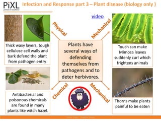Plants have
several ways of
defending
themselves from
pathogens and to
deter herbivores.
Thick waxy layers, tough
cellulose cell walls and
bark defend the plant
from pathogen entry
Antibacterial and
poisonous chemicals
are found in many
plants like witch hazel.
Touch can make
Mimosa leaves
suddenly curl which
frightens animals
Thorns make plants
painful to be eaten
Infection and Response part 3 – Plant disease (biology only )
video
 