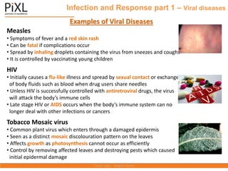 Infection and Response part 1 – Viral diseases
Examples of Viral Diseases
Measles
• Symptoms of fever and a red skin rash
• Can be fatal if complications occur
• Spread by inhaling droplets containing the virus from sneezes and coughs
• It is controlled by vaccinating young children
HIV
• Initially causes a flu-like illness and spread by sexual contact or exchange
of body fluids such as blood when drug users share needles
• Unless HIV is successfully controlled with antiretroviral drugs, the virus
will attack the body’s immune cells
• Late stage HIV or AIDS occurs when the body’s immune system can no
longer deal with other infections or cancers
Tobacco Mosaic virus
• Common plant virus which enters through a damaged epidermis
• Seen as a distinct mosaic discolouration pattern on the leaves
• Affects growth as photosynthesis cannot occur as efficiently
• Control by removing affected leaves and destroying pests which caused
initial epidermal damage
 