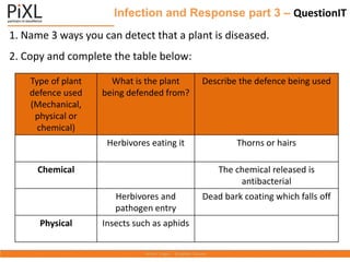 Infection and Response part 3 – QuestionIT
1. Name 3 ways you can detect that a plant is diseased.
2. Copy and complete the table below:
Type of plant
defence used
(Mechanical,
physical or
chemical)
What is the plant
being defended from?
Describe the defence being used
Herbivores eating it Thorns or hairs
Chemical The chemical released is
antibacterial
Herbivores and
pathogen entry
Dead bark coating which falls off
Physical Insects such as aphids
 