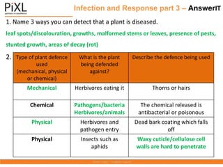 Infection and Response part 3 – AnswerIT
1. Name 3 ways you can detect that a plant is diseased.
leaf spots/discolouration, growths, malformed stems or leaves, presence of pests,
stunted growth, areas of decay (rot)
2. Copy and complete the table below:
Type of plant defence
used
(mechanical, physical
or chemical)
What is the plant
being defended
against?
Describe the defence being used
Mechanical Herbivores eating it Thorns or hairs
Chemical Pathogens/bacteria
Herbivores/animals
The chemical released is
antibacterial or poisonous
Physical Herbivores and
pathogen entry
Dead bark coating which falls
off
Physical Insects such as
aphids
Waxy cuticle/cellulose cell
walls are hard to penetrate
 