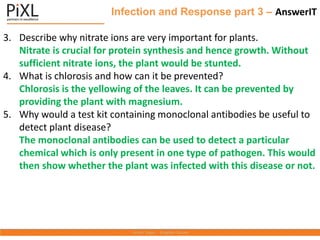 Infection and Response part 3 – AnswerIT
3. Describe why nitrate ions are very important for plants.
Nitrate is crucial for protein synthesis and hence growth. Without
sufficient nitrate ions, the plant would be stunted.
4. What is chlorosis and how can it be prevented?
Chlorosis is the yellowing of the leaves. It can be prevented by
providing the plant with magnesium.
5. Why would a test kit containing monoclonal antibodies be useful to
detect plant disease?
The monoclonal antibodies can be used to detect a particular
chemical which is only present in one type of pathogen. This would
then show whether the plant was infected with this disease or not.
 