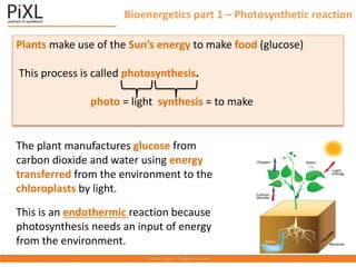 Bioenergetics part 1 – Photosynthetic reaction
Plants make use of the Sun’s energy to make food (glucose)
This process is called photosynthesis.
photo = light synthesis = to make
The plant manufactures glucose from
carbon dioxide and water using energy
transferred from the environment to the
chloroplasts by light.
This is an endothermic reaction because
photosynthesis needs an input of energy
from the environment.
 
