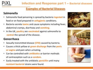 Infection and Response part 1 – Bacterial diseases
Examples of Bacterial Diseases
Salmonella
• Salmonella food poisoning is spread by bacteria ingested in
food or on food prepared in unhygienic conditions.
• Bacteria secrete toxins and cause symptoms including fever,
abdominal cramps, diarrhoea and vomiting.
• In the UK, poultry are vaccinated against salmonella to
control the spread of the disease.
Gonorrhoea
• Sexually transmitted disease (STD) caused by bacteria.
• Causes a thick yellow or green discharge from the penis
or vagina and pain when urinating.
• Can be controlled with antibiotics or barrier methods
of contraception such as a condom.
• Easily treated with the antibiotic penicillin until many
resistant bacterial strains were found.
 