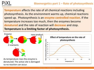 Bioenergetics part 1 – Rate of photosynthesis
Temperature affects the rate of all chemical reactions including
photosynthesis. As the environment warms up, chemical reactions
speed up. Photosynthesis is an enzyme controlled reaction. If the
temperature increases too much, then the enzymes become
denatured and the rate of reaction will decrease and stop.
Temperature is a limiting factor of photosynthesis.
0
5
10
15
20
25
30
35
0 10 20 30 40 50
Rate
of
photosynthesis
(arbitrary
units)
Temperature C
Effect of temperature on the rate of
photosynthesis
Enzyme
2 reactants
new product
As temperature rises the enzyme is
denatured. The active site is damaged
so no reaction can occur.
 