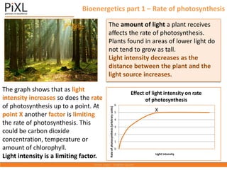 Bioenergetics part 1 – Rate of photosynthesis
The amount of light a plant receives
affects the rate of photosynthesis.
Plants found in areas of lower light do
not tend to grow as tall.
Light intensity decreases as the
distance between the plant and the
light source increases.
0
1
2
3
4
5
6
Rate
of
photosynthesis
(arbitrary
units)
Light Intensity
Effect of Light Intensity on rate of
photosynthesis
X
The graph shows that as light
intensity increases so does the rate
of photosynthesis up to a point. At
point X another factor is limiting
the rate of photosynthesis. This
could be carbon dioxide
concentration, temperature or
amount of chlorophyll.
Light intensity is a limiting factor.
Effect of light intensity on rate
of photosynthesis
 