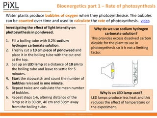 Bioenergetics part 1 – Rate of photosynthesis
Water plants produce bubbles of oxygen when they photosynthesise. The bubbles
can be counted over time and used to calculate the rate of photosynthesis. video
Investigating the effect of light intensity on
photosynthesis in pondweed.
1. Fill a boiling tube with 0.2% sodium
hydrogen carbonate solution.
2. Freshly cut a 10 cm piece of pondweed and
place it in the boiling tube with the cut end
at the top.
3. Set up an LED lamp at a distance of 10 cm to
the boiling tube and leave to settle for 5
minutes.
4. Start the stopwatch and count the number of
bubbles released in one minute.
5. Repeat twice and calculate the mean number
of bubbles.
6. Repeat steps 1-6, altering distance of the
lamp so it is 30 cm, 40 cm and 50cm away
from the boiling tube.
Why is an LED lamp used?
LED lamps produce less heat and this
reduces the effect of temperature on
the experiment.
Why do we use sodium hydrogen
carbonate solution?
This provides excess dissolved carbon
dioxide for the plant to use in
photosynthesis so it is not a limiting
factor.
 