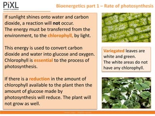 Bioenergetics part 1 – Rate of photosynthesis
If sunlight shines onto water and carbon
dioxide, a reaction will not occur.
The energy must be transferred from the
environment, to the chlorophyll, by light.
This energy is used to convert carbon
dioxide and water into glucose and oxygen.
Chlorophyll is essential to the process of
photosynthesis.
If there is a reduction in the amount of
chlorophyll available to the plant then the
amount of glucose made by
photosynthesis will reduce. The plant will
not grow as well.
Variegated leaves are
white and green.
The white areas do not
have any chlorophyll.
 