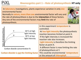 Bioenergetics part 1 – Rate of photosynthesis HT only
In laboratory investigations, plants experience variation in only one
environmental factor.
Normally in nature, more than one environmental factor will vary and
the rate of photosynthesis is due to the interaction of these factors.
Any one of the environmental factors may limit the rate of
photosynthesis.
In this experiment temperature is
controlled.
At low light intensity the photosynthetic
reaction becomes limited at point X.
If the light intensity is increased the
reaction rate also increases.
Light intensity is therefore the limiting
factor at point X.
A different factor is now limiting the rate
of photosynthesis at Y.
This could be environmental temperature
or the amount of chlorophyll.
Y
Carbon dioxide is not the limiting factor
30C at high
light intensity
30C at low
light intensity
Carbon dioxide concentration %
Rate
of
photosynthesis
X
Y
 