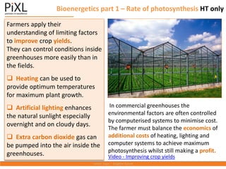 Bioenergetics part 1 – Rate of photosynthesis HT only
Farmers apply their
understanding of limiting factors
to improve crop yields.
They can control conditions inside
greenhouses more easily than in
the fields.
❑ Heating can be used to
provide optimum temperatures
for maximum plant growth.
❑ Artificial lighting enhances
the natural sunlight especially
overnight and on cloudy days.
❑ Extra carbon dioxide gas can
be pumped into the air inside the
greenhouses.
In commercial greenhouses the
environmental factors are often controlled
by computerised systems to minimise cost.
The farmer must balance the economics of
additional costs of heating, lighting and
computer systems to achieve maximum
photosynthesis whilst still making a profit.
Video - Improving crop yields
 