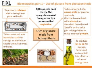 Bioenergetics part 1 – Use of glucose from photosynthesis
Uses of glucose
made from
photosynthesis
All living cells need
energy. This
energy is released
from glucose by a
process called
respiration.
To be converted into
amino acids for protein
synthesis.
Glucose is combined
with nitrate ions
absorbed from the soil.
Specific amino acids
join in long chains to
make a named protein.
To produce cellulose
which strengthens
plant cell walls.
To be converted into
insoluble starch for
storage inside cells or
special areas like roots
or bulbs.
To produce
fat or oil for
storage.
Seeds and
nuts contain
lots of fat or
oil as an
energy store.
 