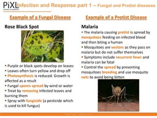 Infection and Response part 1 – Fungal and Protist diseases
Example of a Fungal Disease
Rose Black Spot
▪ Purple or black spots develop on leaves
▪ Leaves often turn yellow and drop off
▪ Photosynthesis is reduced. Growth is
affected as a result
▪ Fungal spores spread by wind or water
▪ Treat by removing infected leaves and
burning them
▪ Spray with fungicide (a pesticide which
is used to kill fungus)
Example of a Protist Disease
Malaria
▪ The malaria causing protist is spread by
mosquitoes feeding on infected blood
and then biting a human
▪ Mosquitoes are vectors as they pass on
malaria but do not suffer themselves
▪ Symptoms include recurrent fever and
malaria can be fatal
▪ Control the spread by preventing
mosquitoes breeding and use mosquito
nets to avoid being bitten
 