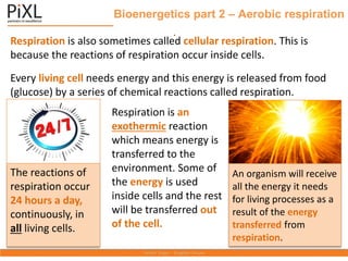 Bioenergetics part 2 – Aerobic respiration
.
Respiration is also sometimes called cellular respiration. This is
because the reactions of respiration occur inside cells.
Every living cell needs energy and this energy is released from food
(glucose) by a series of chemical reactions called respiration.
An organism will receive
all the energy it needs
for living processes as a
result of the energy
transferred from
respiration.
The reactions of
respiration occur
24 hours a day,
continuously, in
all living cells.
Respiration is an
exothermic reaction
which means energy is
transferred to the
environment. Some of
the energy is used
inside cells and the rest
will be transferred out
of the cell.
 
