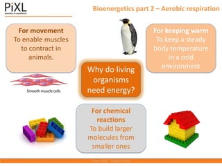 Bioenergetics part 2 – Aerobic respiration
Why do living
organisms
need energy?
For movement
To enable muscles
to contract in
animals.
For keeping warm
To keep a steady
body temperature
in a cold
environment
For chemical
reactions
To build larger
molecules from
smaller ones
 