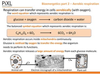 Bioenergetics part 2 – Aerobic respiration
Respiration can transfer energy in cells aerobically (with oxygen).
Aerobic respiration occurs inside mitochondria continuously.
Glucose is oxidised by oxygen to transfer the energy the organism
needs to perform its functions.
Aerobic respiration releases a large amount of energy from each glucose molecule.
Animal cell Electron micrograph of a mitochondrion Plant cell
glucose + oxygen carbon dioxide + water
The word equation which represents aerobic respiration is:
C6H12O6 + 6O2 6CO2 + 6H2O
The balanced symbol equation which represents aerobic respiration is:
 