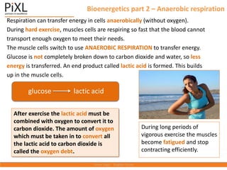 Bioenergetics part 2 – Anaerobic respiration
Respiration can transfer energy in cells anaerobically (without oxygen).
During hard exercise, muscles cells are respiring so fast that the blood cannot
transport enough oxygen to meet their needs.
The muscle cells switch to use ANAEROBIC RESPIRATION to transfer energy.
Glucose is not completely broken down to carbon dioxide and water, so less
energy is transferred. An end product called lactic acid is formed. This builds
up in the muscle cells.
glucose lactic acid
After exercise the lactic acid must be
combined with oxygen to convert it to
carbon dioxide. The amount of oxygen
which must be taken in to convert all
the lactic acid to carbon dioxide is
called the oxygen debt.
During long periods of
vigorous exercise the muscles
become fatigued and stop
contracting efficiently.
 