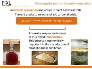 Bioenergetics part 2 – Anaerobic respiration
Anaerobic respiration also occurs in plant and yeast cells.
The end products are ethanol and carbon dioxide.
glucose ethanol + carbon dioxide
Anaerobic respiration in yeast
cells is called fermentation.
This process is economically
important in the manufacture of
alcoholic drinks and bread.
 