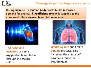 Bioenergetics part 2 – Response to exercise
The heart rate
increases to pump
oxygenated blood faster
through the muscle
cells.
During exercise the human body reacts to the increased
demand for energy. If insufficient oxygen is supplied to the
muscle cells then anaerobic respiration occurs.
Breathing rate and breath
volume increase. This
increases the amount of
oxygen entering the
bloodstream.
 