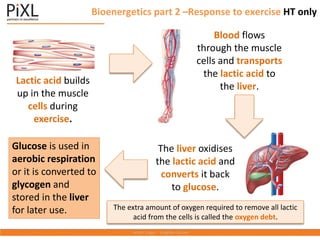 Bioenergetics part 2 –Response to exercise HT only
The extra amount of oxygen required to remove all lactic
acid from the cells is called the oxygen debt.
Lactic acid builds
up in the muscle
cells during
exercise.
Blood flows
through the muscle
cells and transports
the lactic acid to
the liver.
The liver oxidises
the lactic acid and
converts it back
to glucose.
Glucose is used in
aerobic respiration
or it is converted to
glycogen and
stored in the liver
for later use.
 