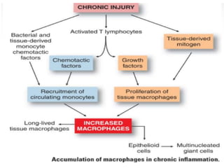 Immunological Mechanisms and Cellular Roles in Tissue Damage and ...
