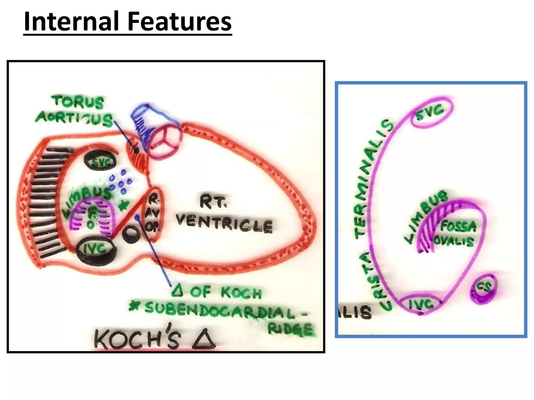 3 internal features of the heart | PPTX
