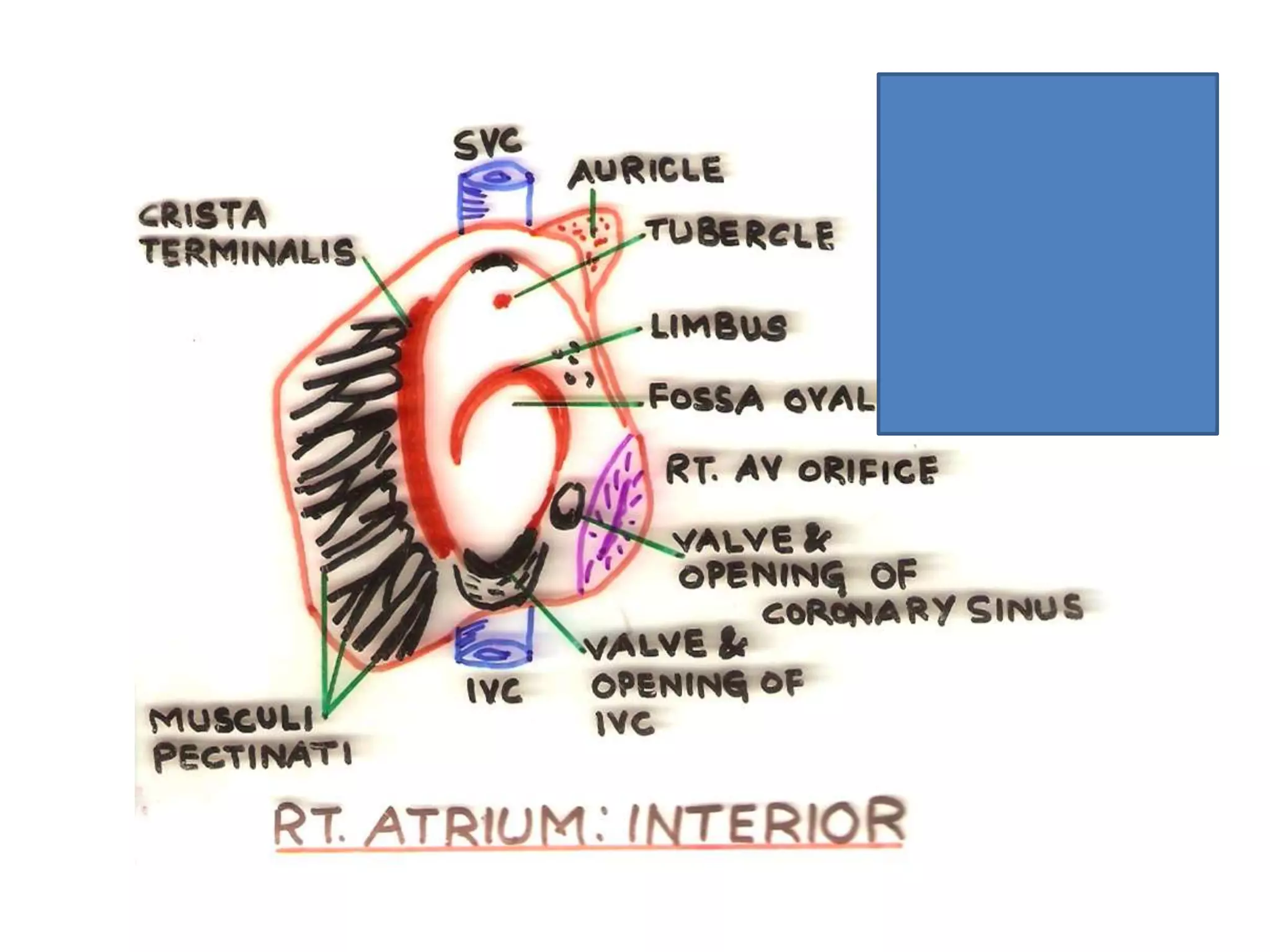3 internal features of the heart | PPTX