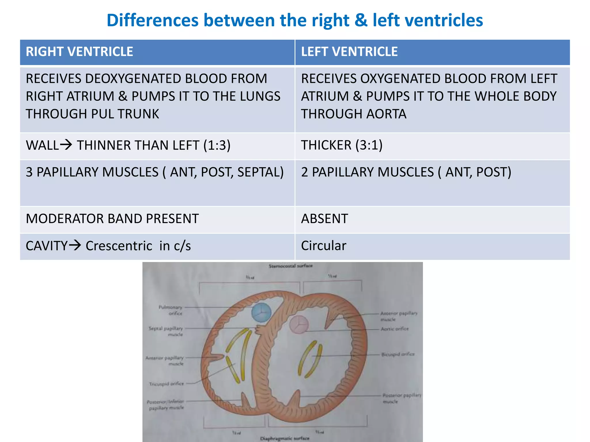 3 internal features of the heart | PPTX