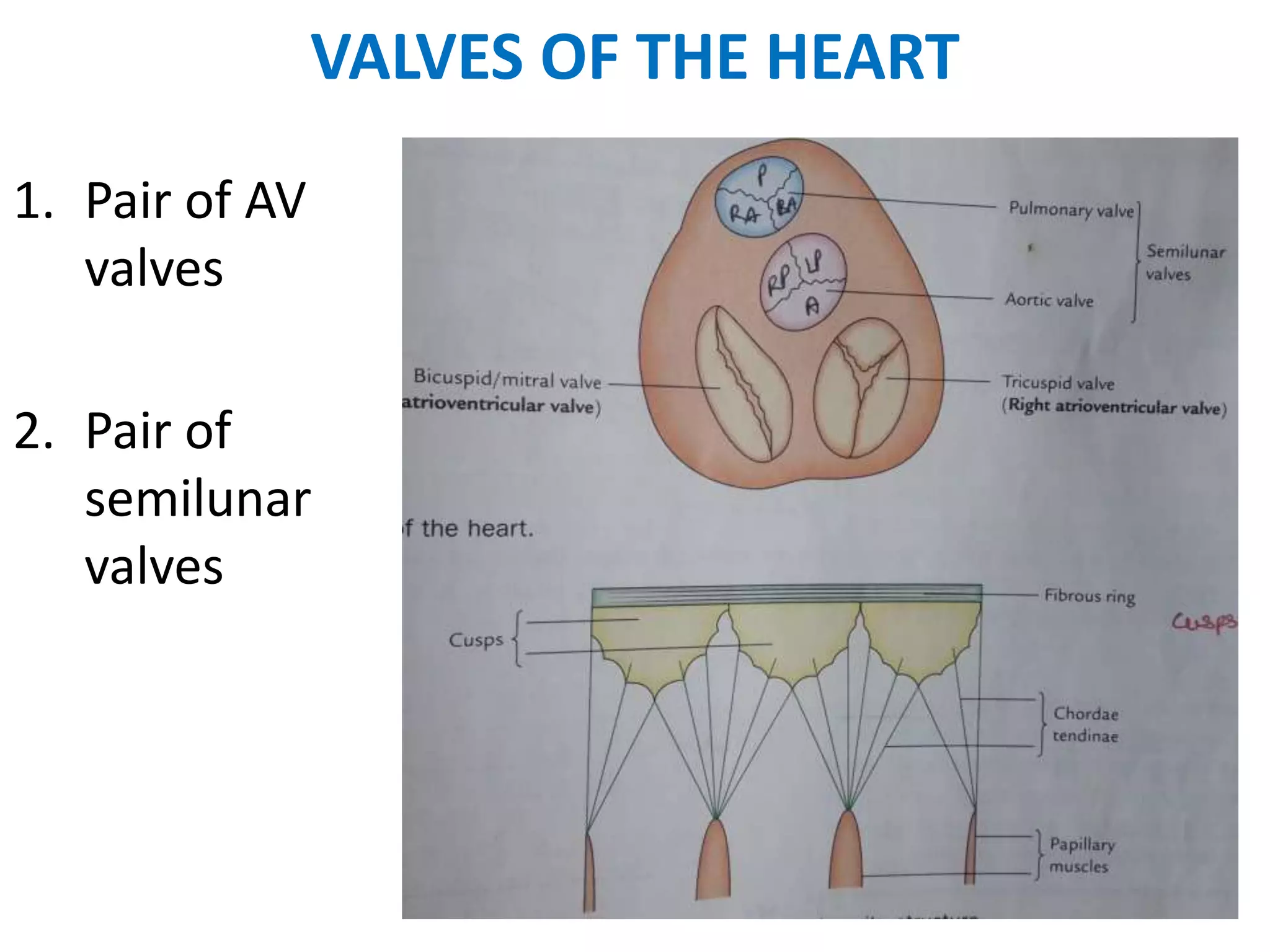 3 internal features of the heart | PPTX