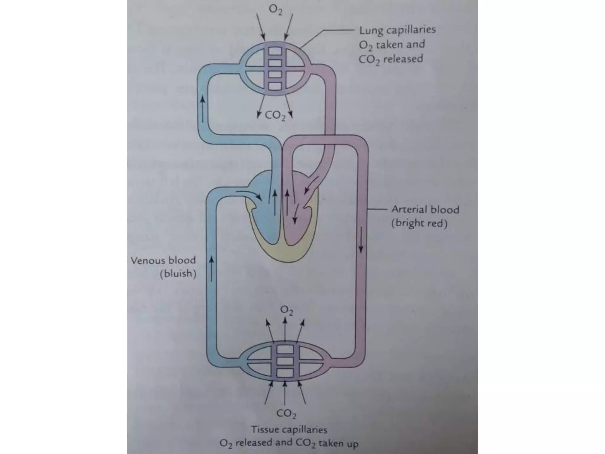 3 internal features of the heart | PPTX