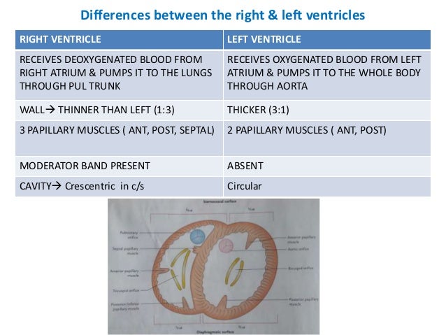3 internal features of the heart